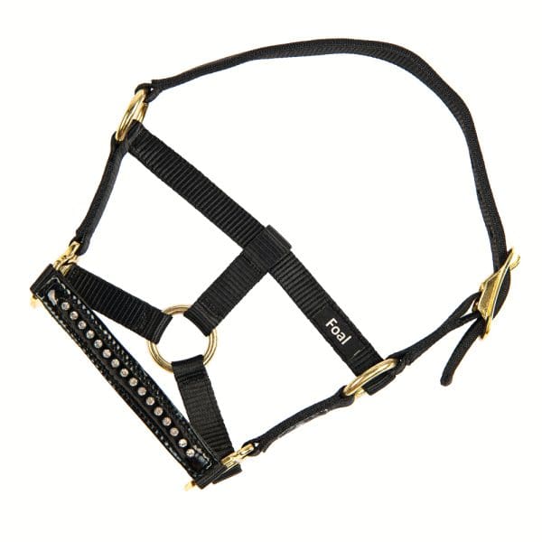 Black foal halter